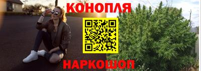 шишки Гай