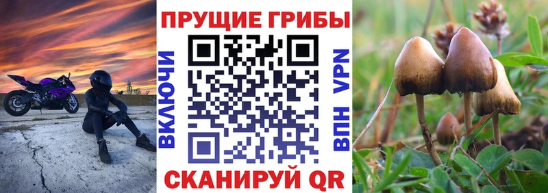 что такое   Кострома  Псилоцибиновые грибы ЛСД 